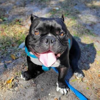 English Bulldog and Mixed Breed Dogs Available for Adoption - Kodak | PetCurious