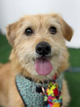 Norfolk Terrier and Border Terrier Dogs Available for Adoption in Carlsbad, California - Katsu Cheetos | PetCurious