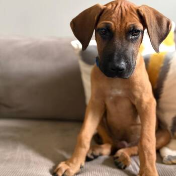 Boo Boo D70634 -  Catahoula Leopard Dog and Mixed Breed Dog for Adoption in Minnetonka, Minnesota - Boo Boo D70634 | PetCurious