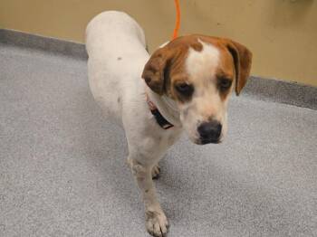 QUEENIE -  Beagle and Mixed Breed Dog for Adoption in Tustin, California - QUEENIE | PetCurious