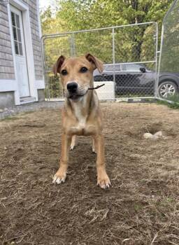 Mixed Breed Dogs Available for Adoption in New Boston, New Hampshire - Holly | PetCurious