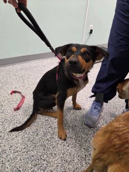 Buntcake -  Terrier Dog for Adoption in Athens, Tennessee - Buntcake | PetCurious