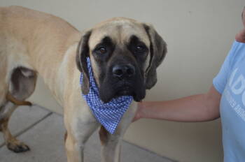 Rescue Mastiff Dogs for Adoption in Mckinney, Texas - Bruno | PetCurious