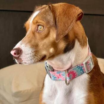 Autumn -  Beagle and Mixed Breed Dog for Adoption in Austin, Texas - Autumn | PetCurious