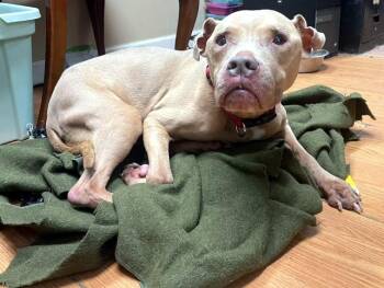Lady -  Pit Bull Terrier Dog for Adoption in Petersburg, Virginia - Lady | PetCurious