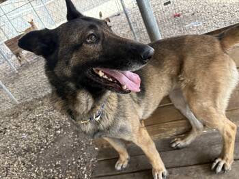 Belgian Shepherd Malinois Dogs Available for Adoption - Chickie | PetCurious