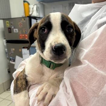 Wesley -  Mixed Breed Dog for Adoption in Charleston, West Virginia - Wesley | PetCurious