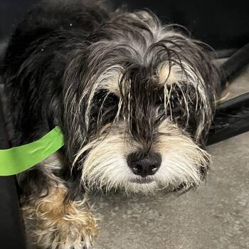 Rascal -  Yorkshire Terrier and Mixed Breed Dog for Adoption in Tampa, Florida - Rascal | PetCurious