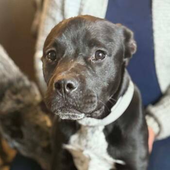 Labrador Retriever and Terrier Dogs Available for Adoption - Ace | PetCurious