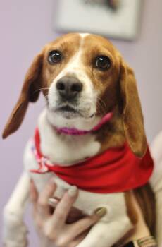 Beagle Dogs Available for Adoption - Doreen In NH! Come Meet Our Adoptable Dogs Wednesday-Saturday. M | PetCurious