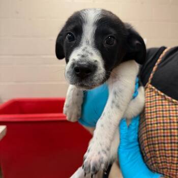 Lincoln -  Collie Dog for Adoption in Birmingham, Alabama - Lincoln | PetCurious