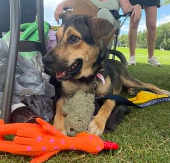 Celise -  Shepherd and Labrador Retriever Dog for Adoption in Clearwater, Florida - Celise | PetCurious