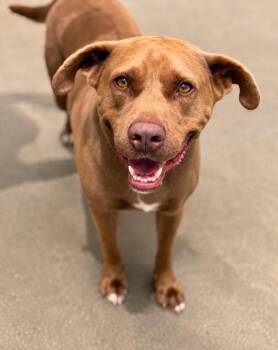 Mocha -  Mixed Breed Dog for Adoption in Savage, Minnesota - Mocha | PetCurious