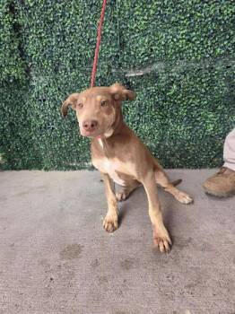 Shar Pei and Mixed Breed Dogs Available for Adoption in El Paso, Texas - 60990507 | PetCurious