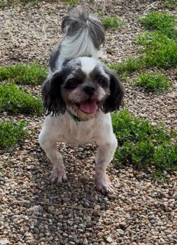Duncan -  Shih Tzu Dog for Adoption in Decorah, Iowa - Duncan | PetCurious