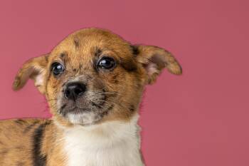 Australian Shepherd Dogs Available for Adoption in Simsbury, Connecticut - Teriyaki | PetCurious