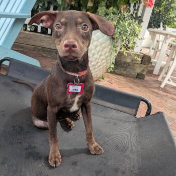 Lyra -  Feist Dog for Adoption in Wake Forest, North Carolina - Lyra | PetCurious