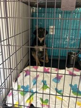 Shepherd and Mixed Breed Dogs Available for Adoption - Ferris | PetCurious