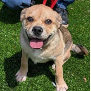 Pug and Mixed Breed Dogs Available for Adoption in Fairfax, Virginia - Pip | PetCurious