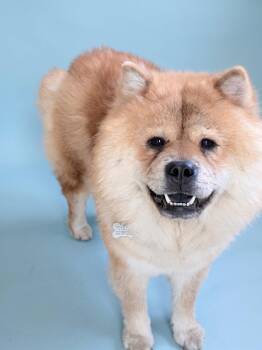 Potsticker -  Chow Chow Dog for Adoption in Palo Alto, California - Potsticker | PetCurious