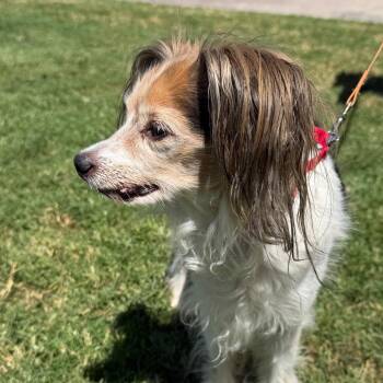 Patches -  Papillon and Mixed Breed Dog for Adoption in Palm Springs, California - Patches | PetCurious