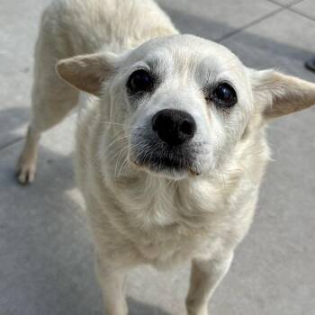 Yoda -  Chihuahua Dog for Adoption in Matteson, Illinois - Yoda | PetCurious