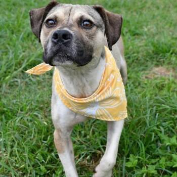 Jimmy Chew  -  Pit Bull Terrier and Black Mouth Cur Dog for Adoption in Silsbee, Texas - Jimmy Chew  | PetCurious