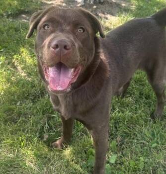 Winnie -  Mixed Breed and Chocolate Labrador Retriever Dog for Adoption in Dubuque, Iowa - Winnie | PetCurious