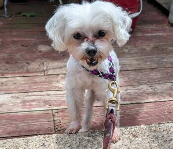 Kevin -  Maltese Dog for Adoption in Whitewater, Wisconsin - Kevin | PetCurious