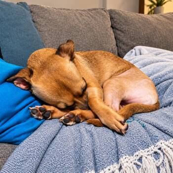 Toffee -  Chihuahua and Mixed Breed Dog for Adoption in Hopkinton, Massachusetts - Toffee | PetCurious
