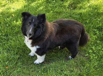 FLOWER -  Shetland Sheepdog Sheltie Dog for Adoption in Shell Knob, Missouri - FLOWER | PetCurious