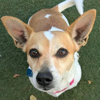 Jack Russell Terrier and Chihuahua Dogs Available for Adoption in Fort Lauderdale, Florida - Stormi | PetCurious