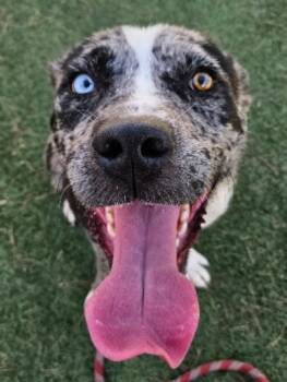 Swirly -  Catahoula Leopard Dog Dog for Adoption in Sedalia, Colorado - Swirly | PetCurious