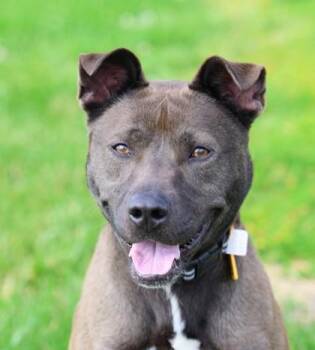 Wayne -  Mixed Breed Dog for Adoption in Hamilton, Ohio - Wayne | PetCurious