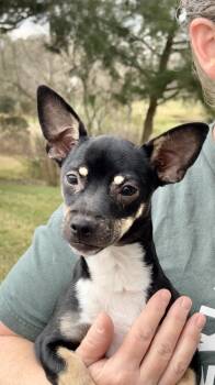 Dachshund and Chihuahua Dogs Available for Adoption - DAVY- Playful Pup | PetCurious