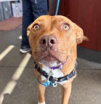 Mocha -  Pit Bull Terrier Dog for Adoption in Berkeley, California - Mocha | PetCurious