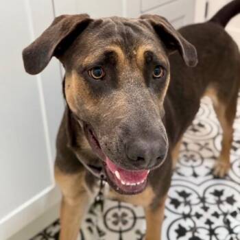 Remi Ark -  Doberman Pinscher Dog for Adoption in Friendswood, Texas - Remi Ark | PetCurious