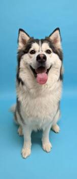 Husky and Mixed Breed Dogs Available for Adoption - Fen-NO SMALL KIDS | PetCurious