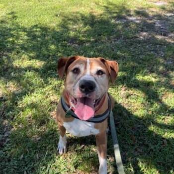Rescue Boxer Dogs for Adoption in Delray Beach, Florida - Kingston | PetCurious