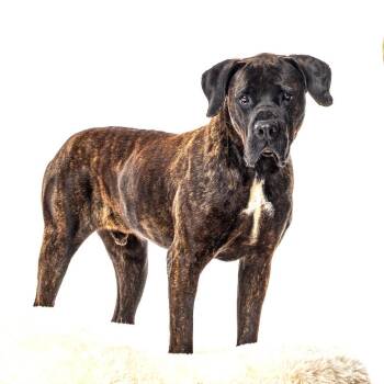 Frankie -  Presa Canario Dog for Adoption in Reno, Nevada - Frankie | PetCurious