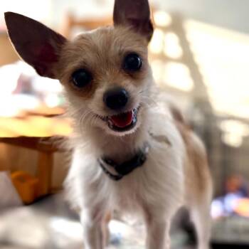 Archie -  Chihuahua and Mixed Breed Dog for Adoption in Bend, Oregon - Archie | PetCurious