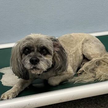 Brady -  Shih Tzu Dog Available for Adoption in Detroit Lakes, Minnesota - Brady | PetCurious