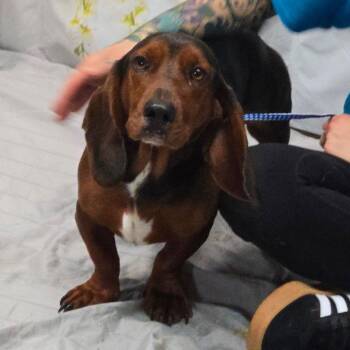 Basset Hound Dogs Available for Adoption in Grapevine, Texas - Theodore Aka Theo | PetCurious