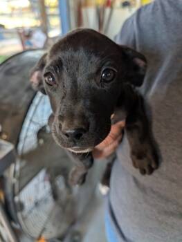 Rescue Mixed Breed Dogs for Adoption in Leander, Texas - Deandra | PetCurious