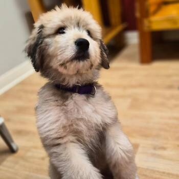 Paisley -  Mixed Breed Dog for Adoption in Woodstock, Illinois - Paisley | PetCurious