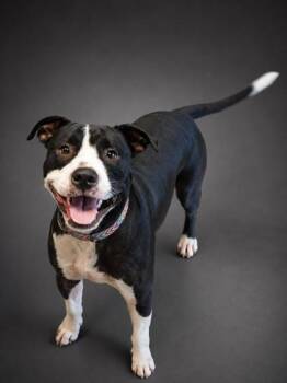 Roscoe -  Pit Bull Terrier and Mixed Breed Dog for Adoption in Bowling Green, Kentucky - Roscoe | PetCurious