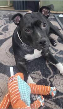 Daisy -  Mixed Breed Dog for Adoption in St. Augustine, Florida - Daisy | PetCurious