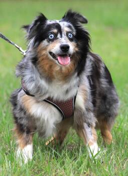 Blue -  Australian Cattle Dog Blue Heeler Dog for Adoption in North Fort Myers, Florida - Blue | PetCurious