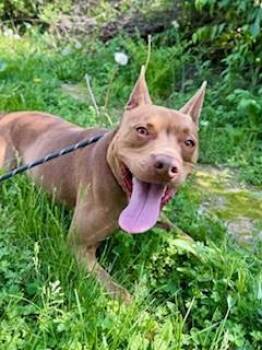 Pit Bull Terrier Dogs Available for Adoption in Louisville, Kentucky - JR | PetCurious