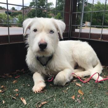 Rescue German Wirehaired Pointer and Labrador Retriever Dogs for Adoption in Austin, Texas - Billie | PetCurious